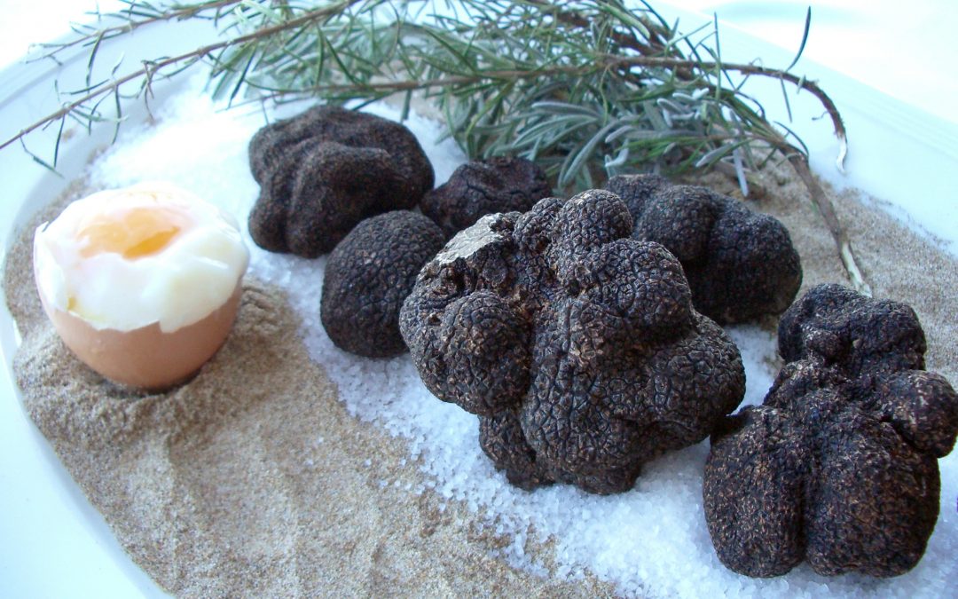 La trufa, un tesoro gastronómico | Gloriamar